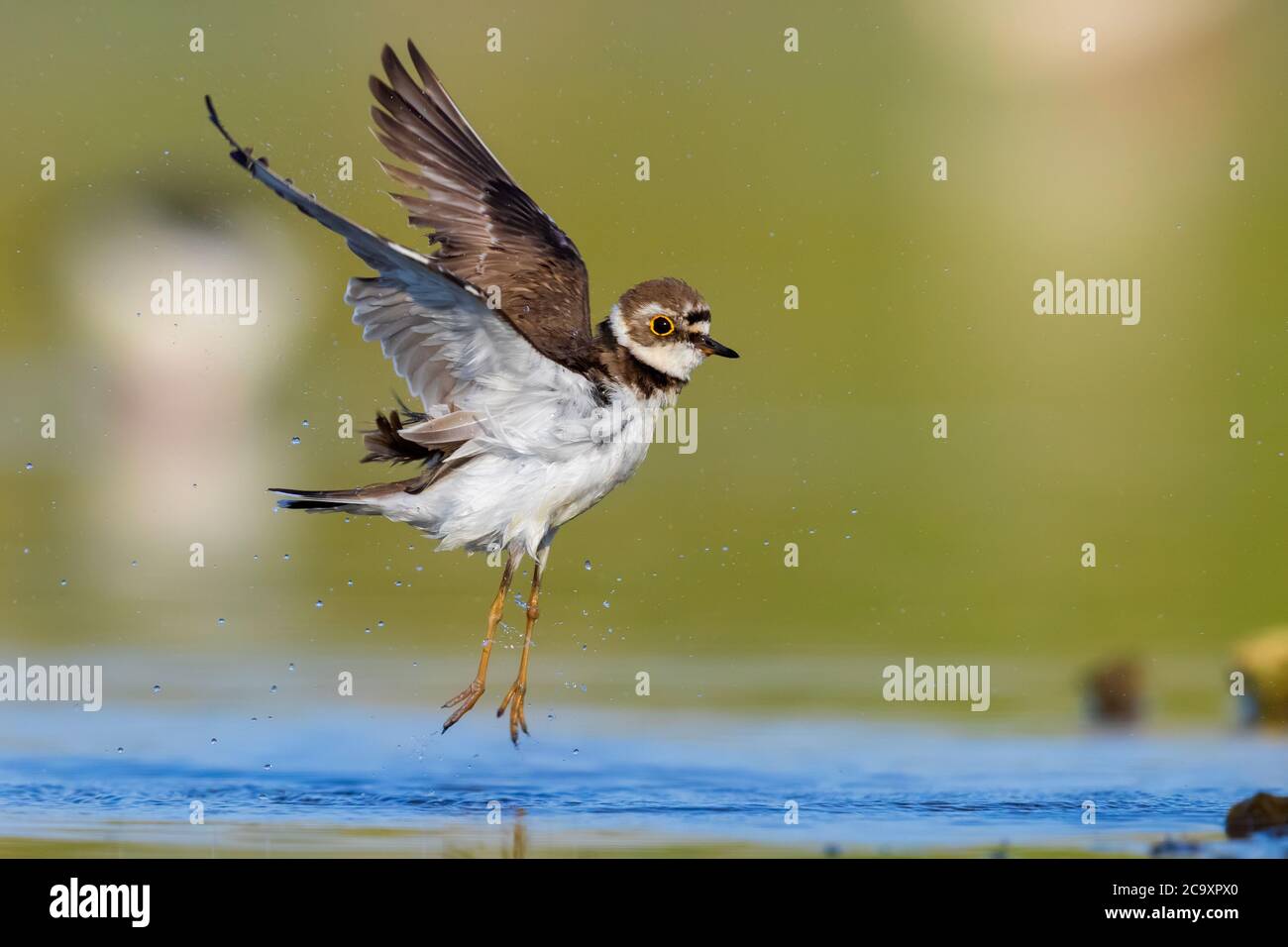 Little Ringed Plover (Charadius dubius), side view of an adult female ...