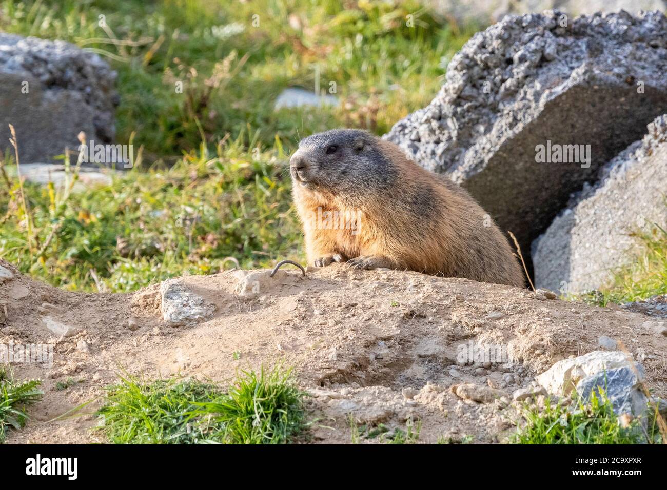 Alpine Marmot (Marmota marmota), adult at the entrance of its lair, Lombardia, Italy Stock Photo