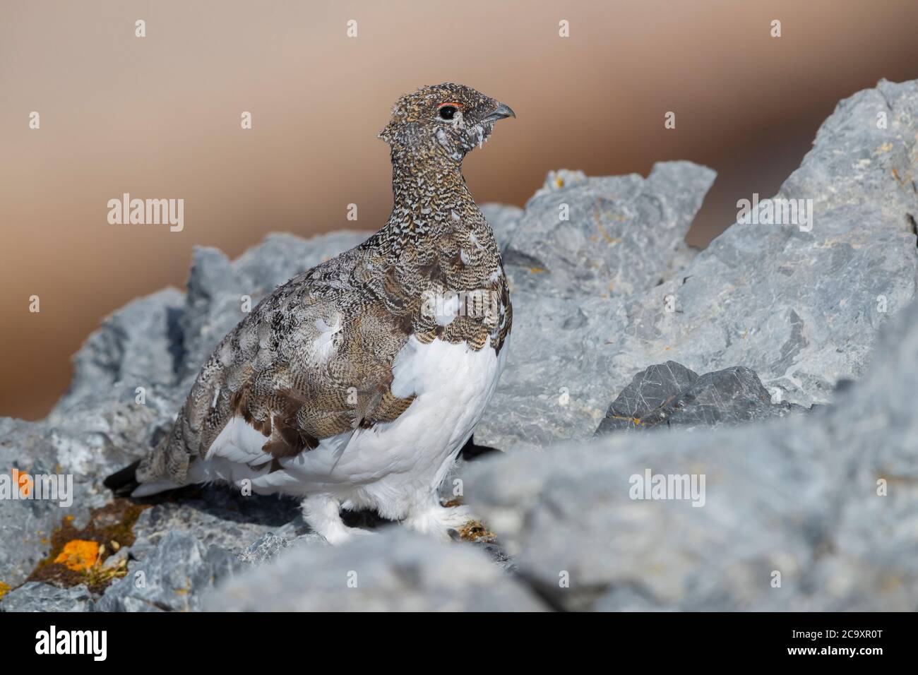 Rock Ptarmigan (Lagopus muta), adult in its typical habitat, Trentino-Alto Adige, Italy Stock Photo