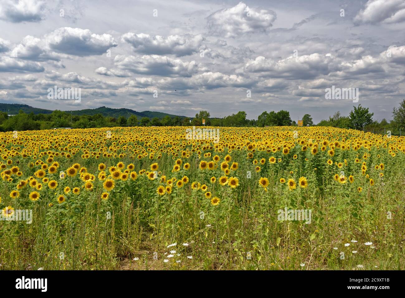 Sunflowers on a field Stock Photo