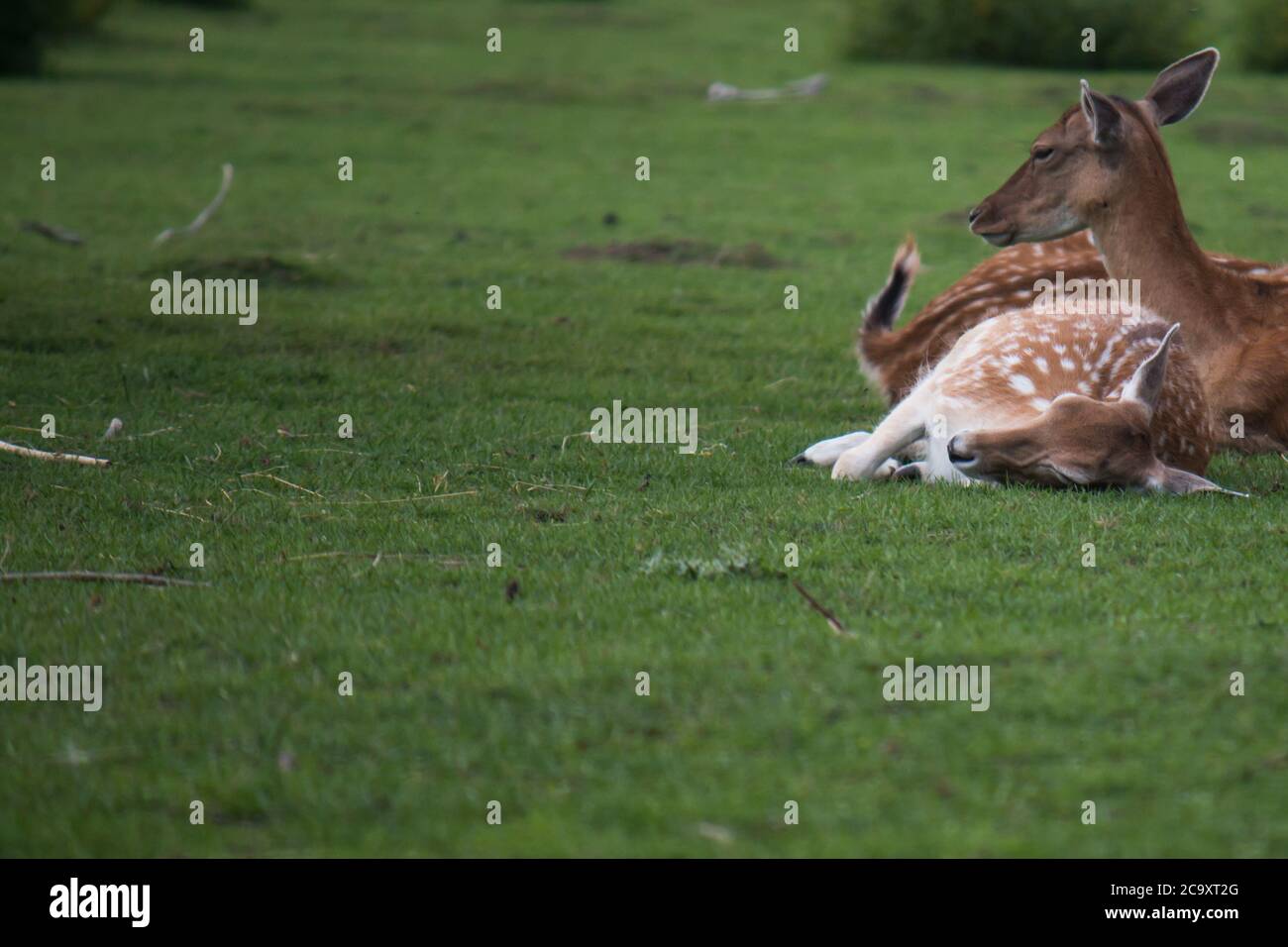 Female fallow deer (Dama dama) napping in the shade on a warm summer day Stock Photo