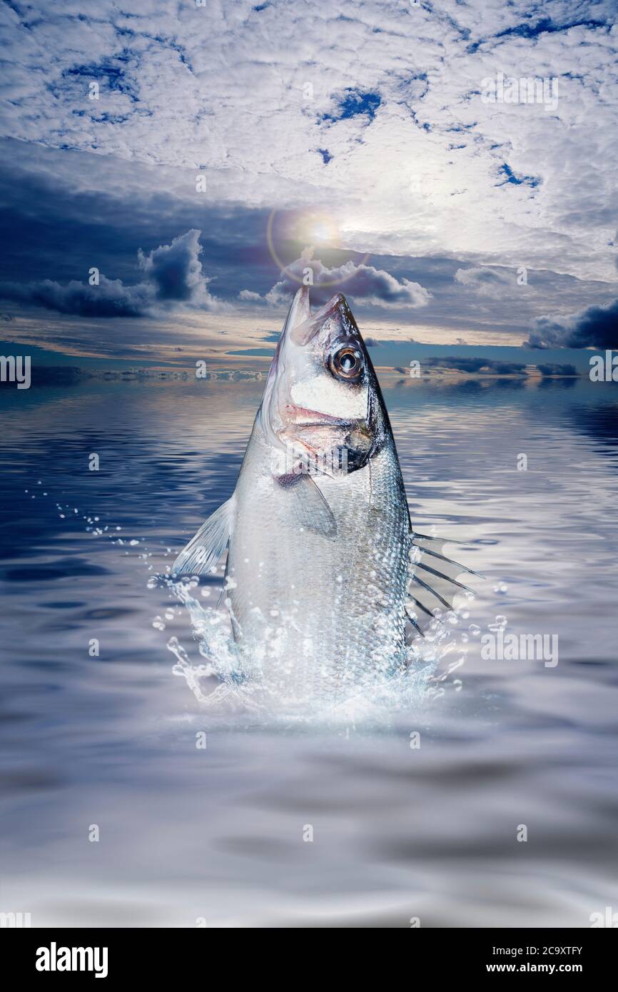 Fish jumping out of water concept Stock Photo