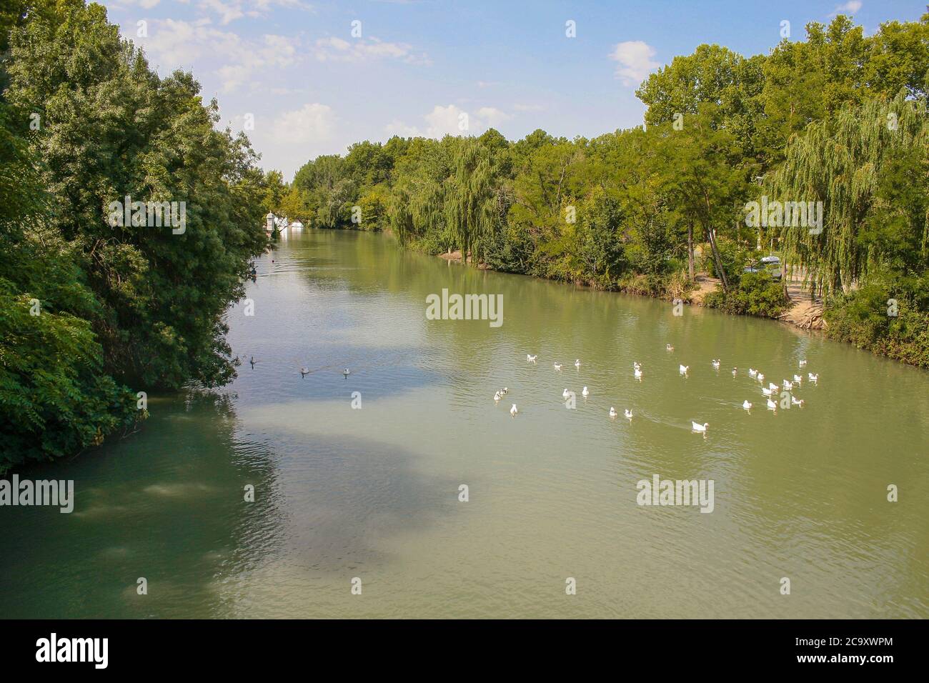 árbol de tejo hi-res stock photography and images - Alamy