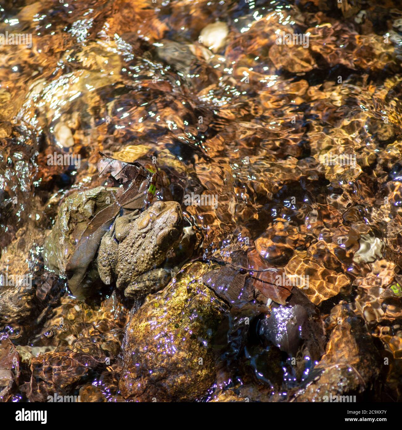 American Toad camouflaged in colorful forest stream. Stock Photo