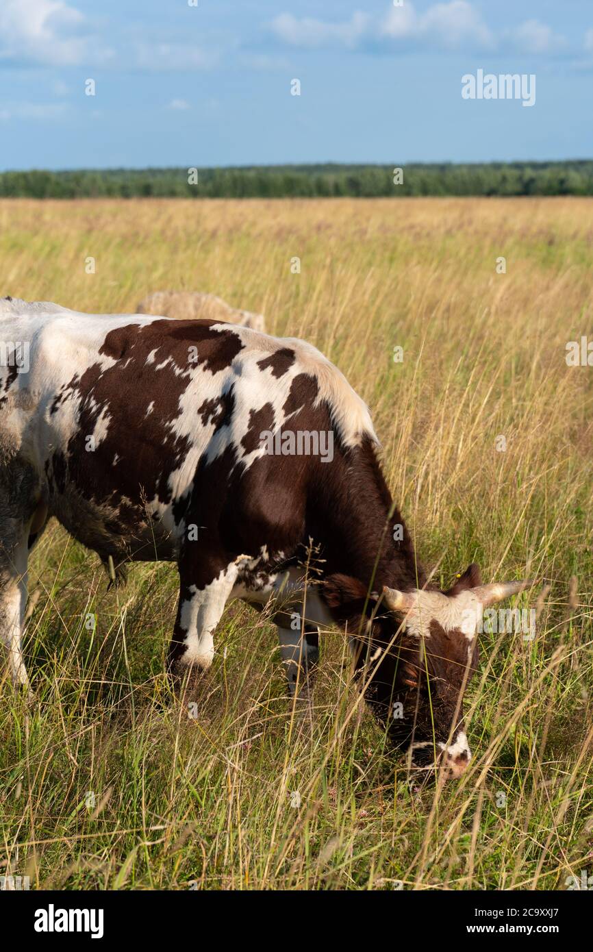 Cows grazing on pasture Stock Photo