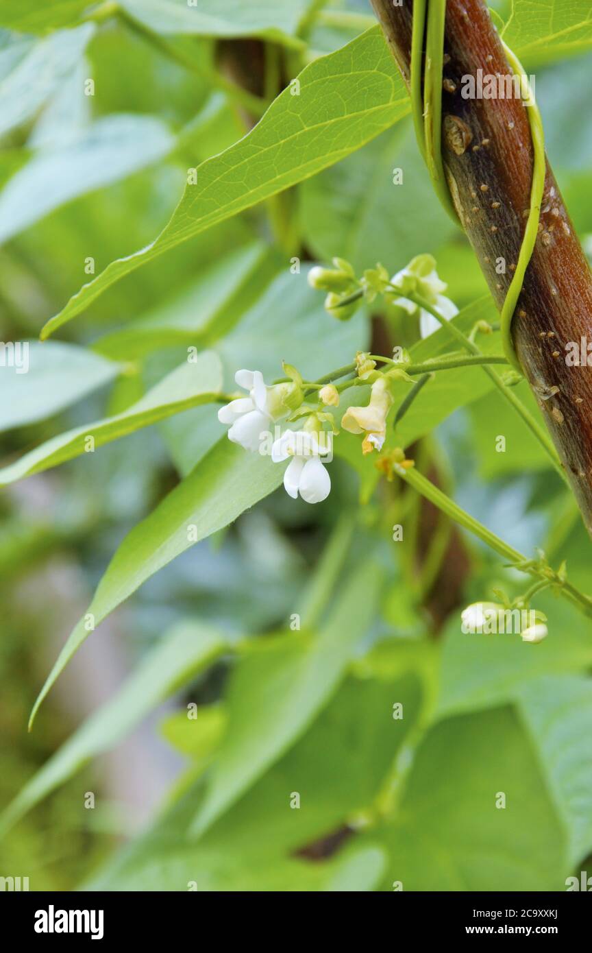 flowering runner bean plant in an allotment in summer in nijmegen the