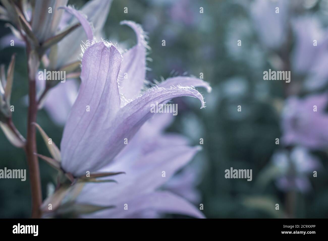 Campanula latifolia, the giant bellflower, is a species of bellflower in the family Campanulaceae. Stock Photo