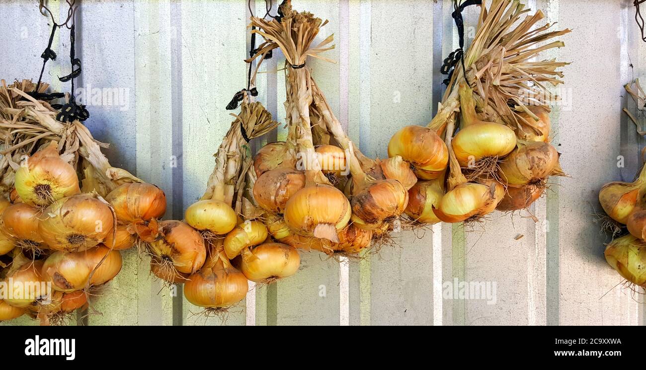 Onions in a shed to dry, organic vegetable Stock Photo - Alamy