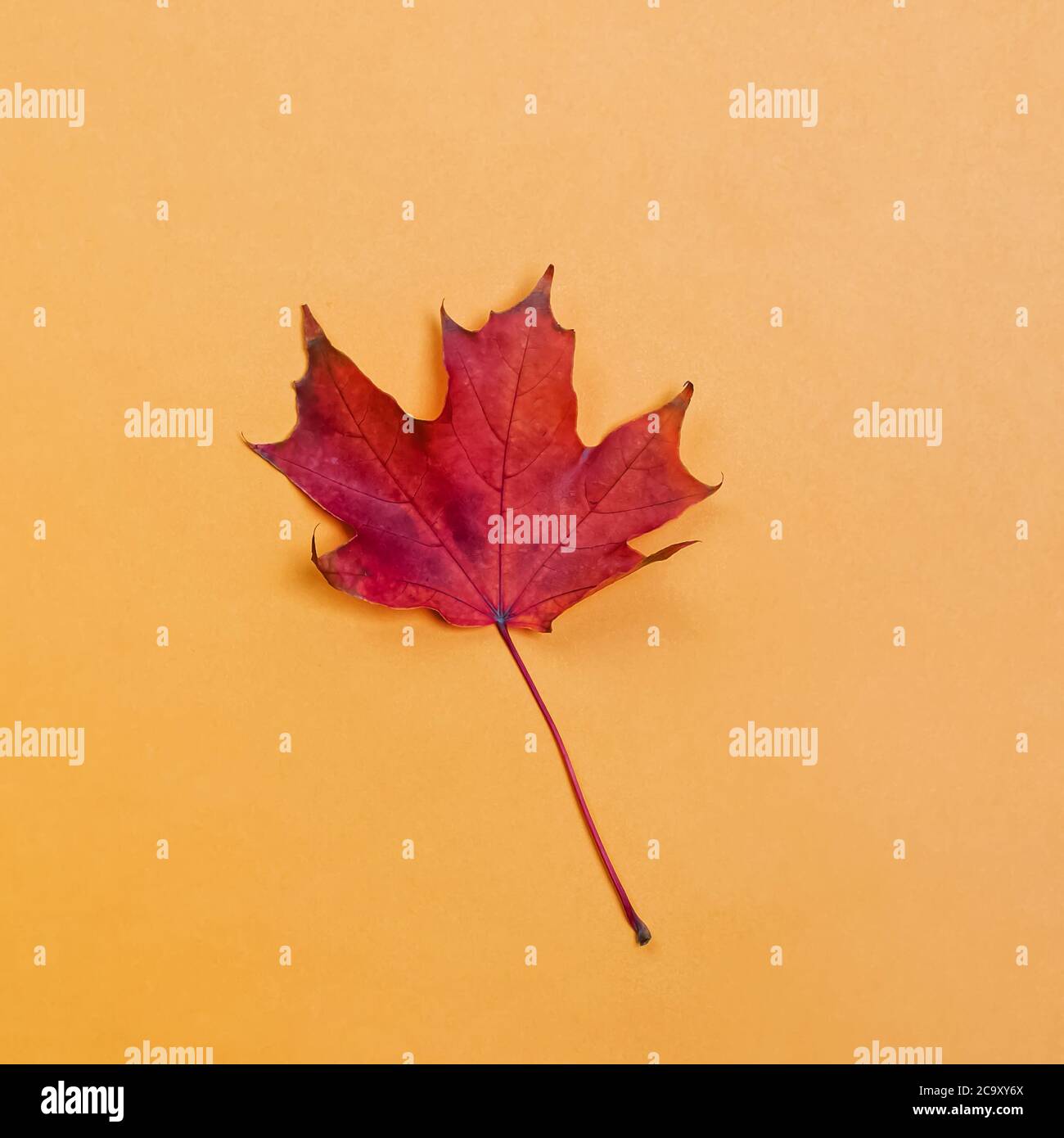 Red maple leaf isolated on yellow background. Stock Photo