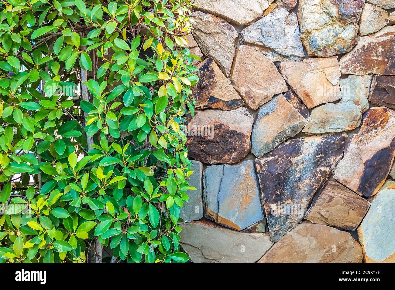 Brown gray stone wall and green leaves wall. Background with copy space