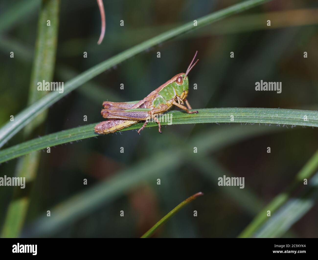 Close-up of common green grasshopper sitting on the blade of grass. Side view of Omocestus viridulus in green and light brown colors. Selective focus, Stock Photo
