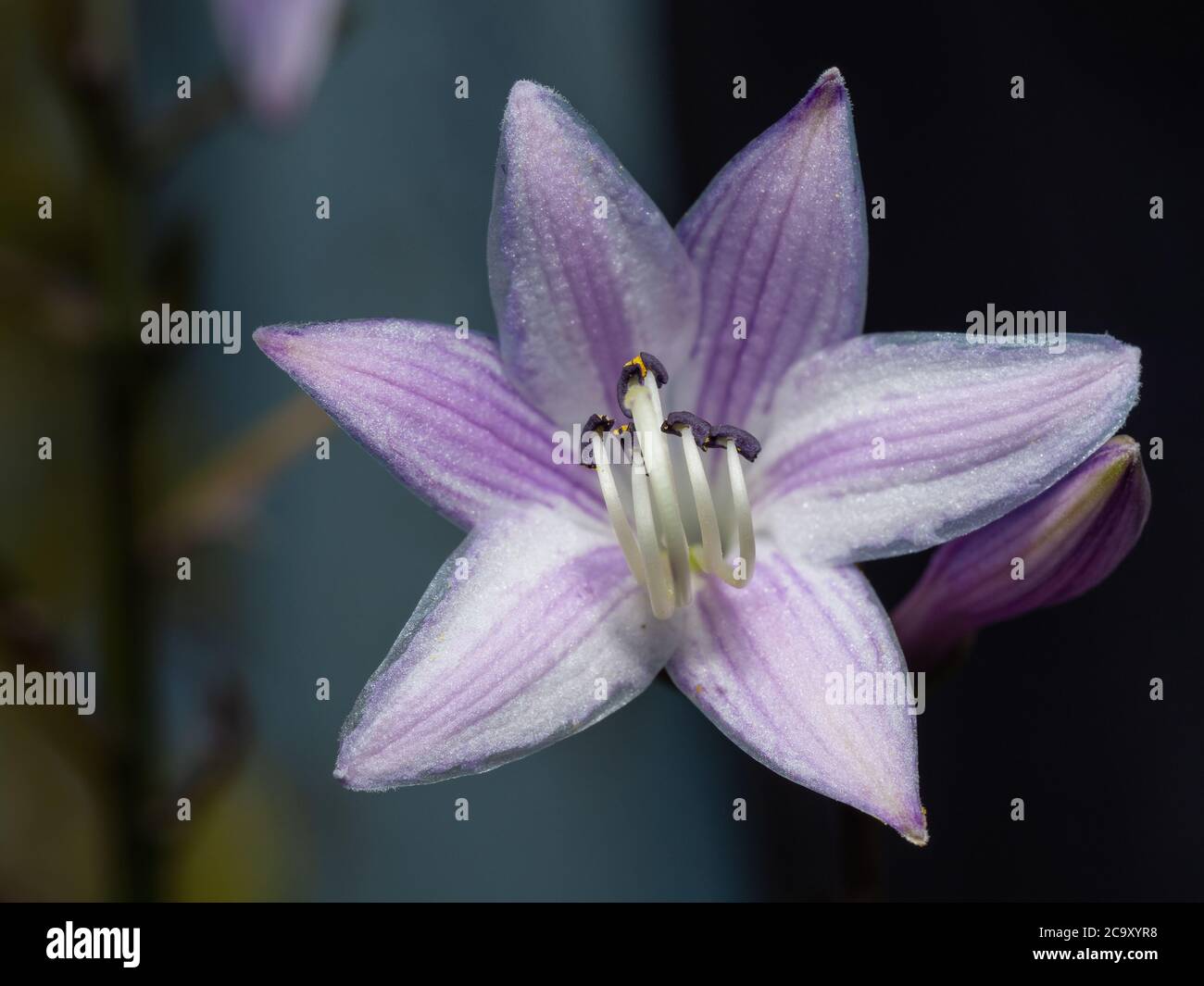 Close-up of Hosta or Funkia flower in blossom. Purple and white colors ...