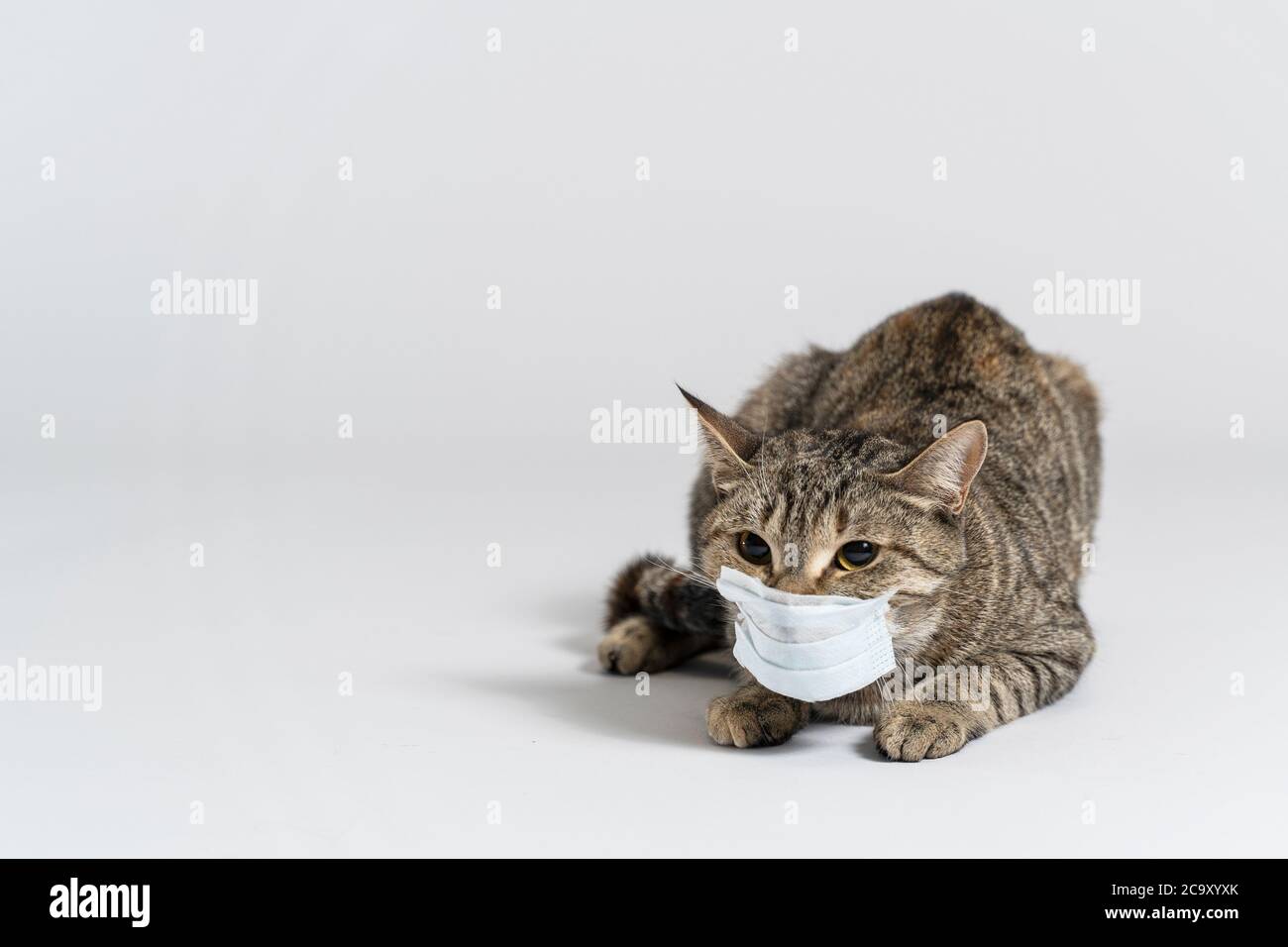 a cat can also get a virus. take care of your cats. stay at home. cat in a medical mask Stock Photo