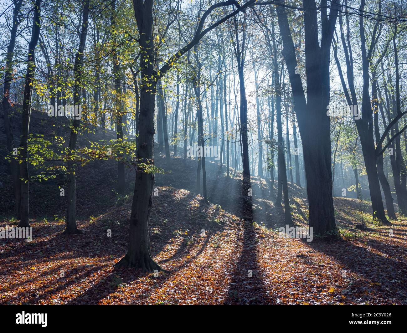Tree trunks illuminated by sun rays pouring through the foggy forest ...