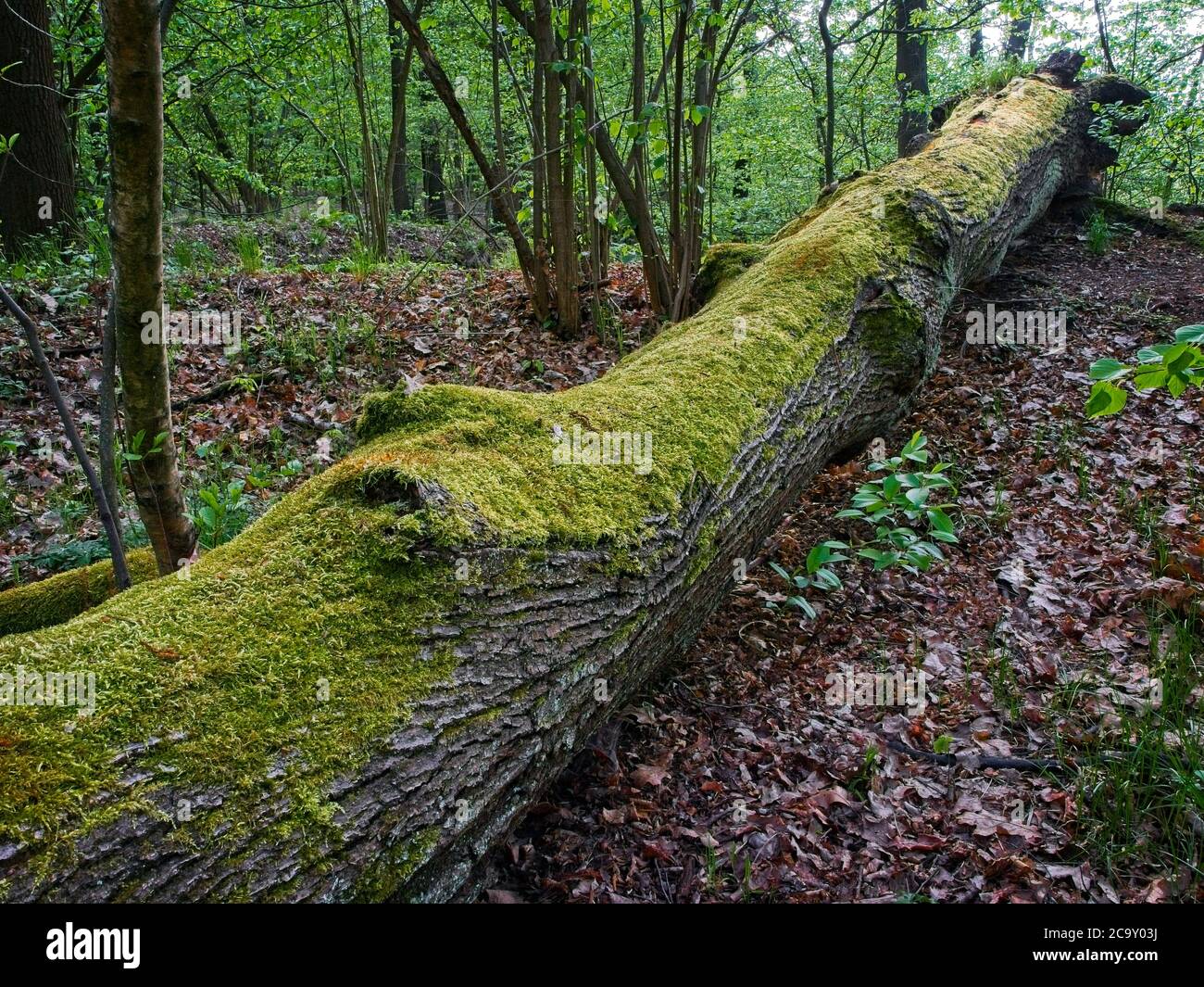 Moss growing on the fallen tree. Spring in the forest. Vibrant fresh