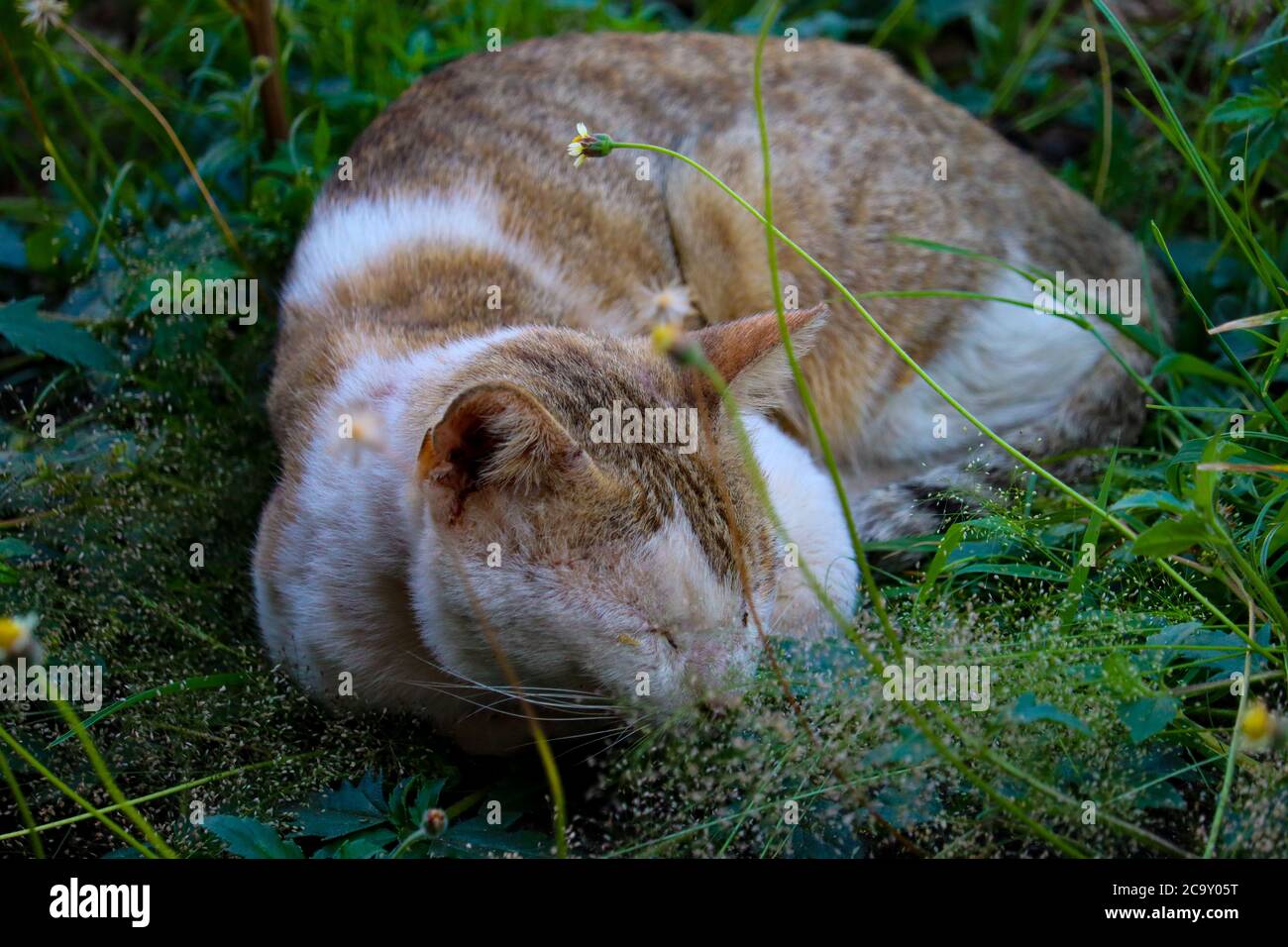 Beautiful cats that are sleeping in the grass Stock Photo