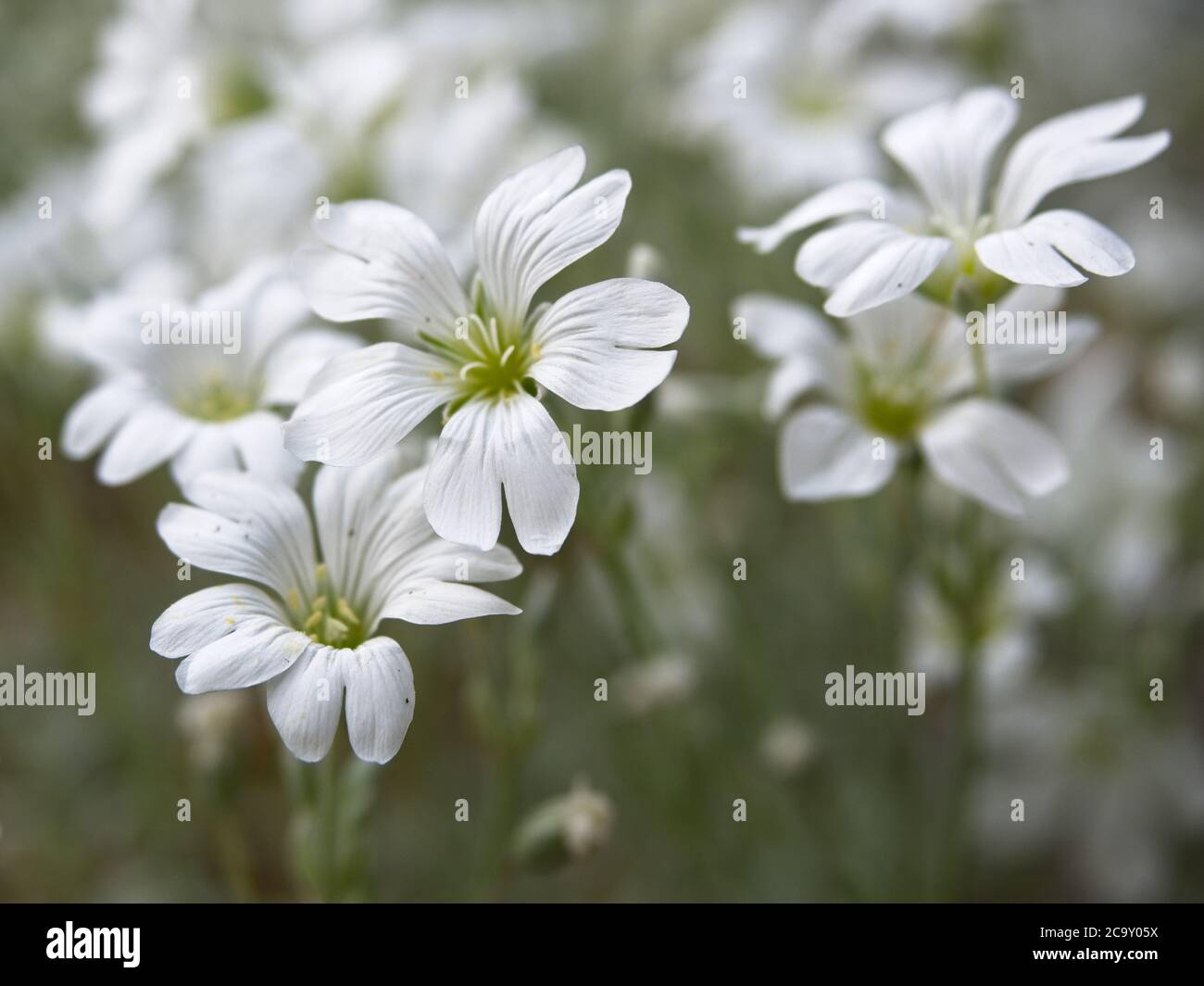 Close-up of chickweed flowers. Blooming white flowers. Cerastium arvense. Selective focus on the foreground, blurred background. Stock Photo