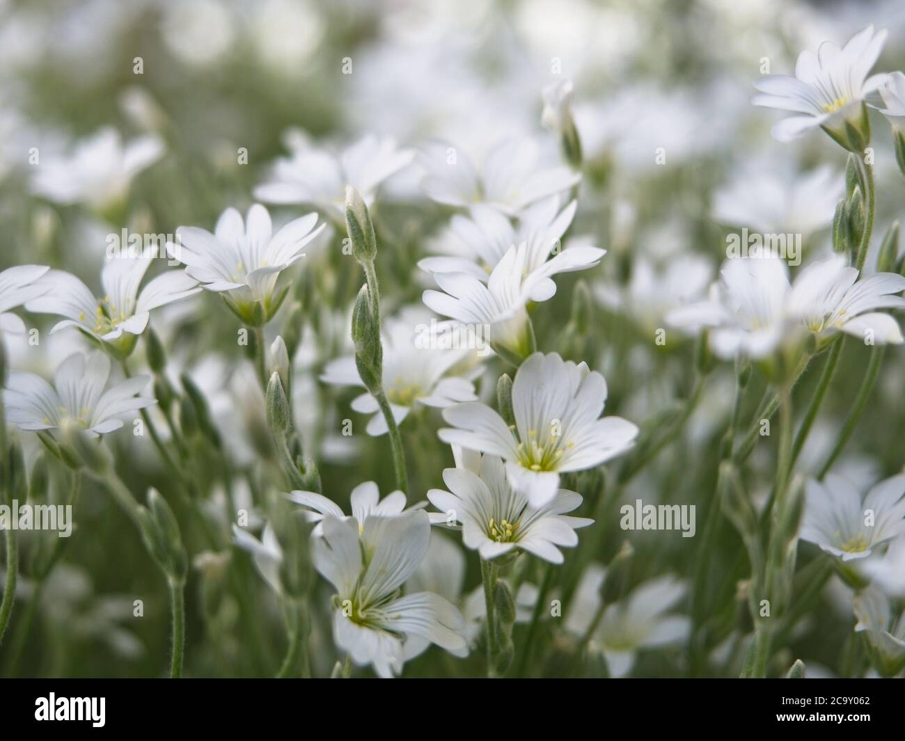Close-up of chickweed flowers. Blooming white flowers in the spring. Cerastium arvense. Selective focus, blurred background. Stock Photo
