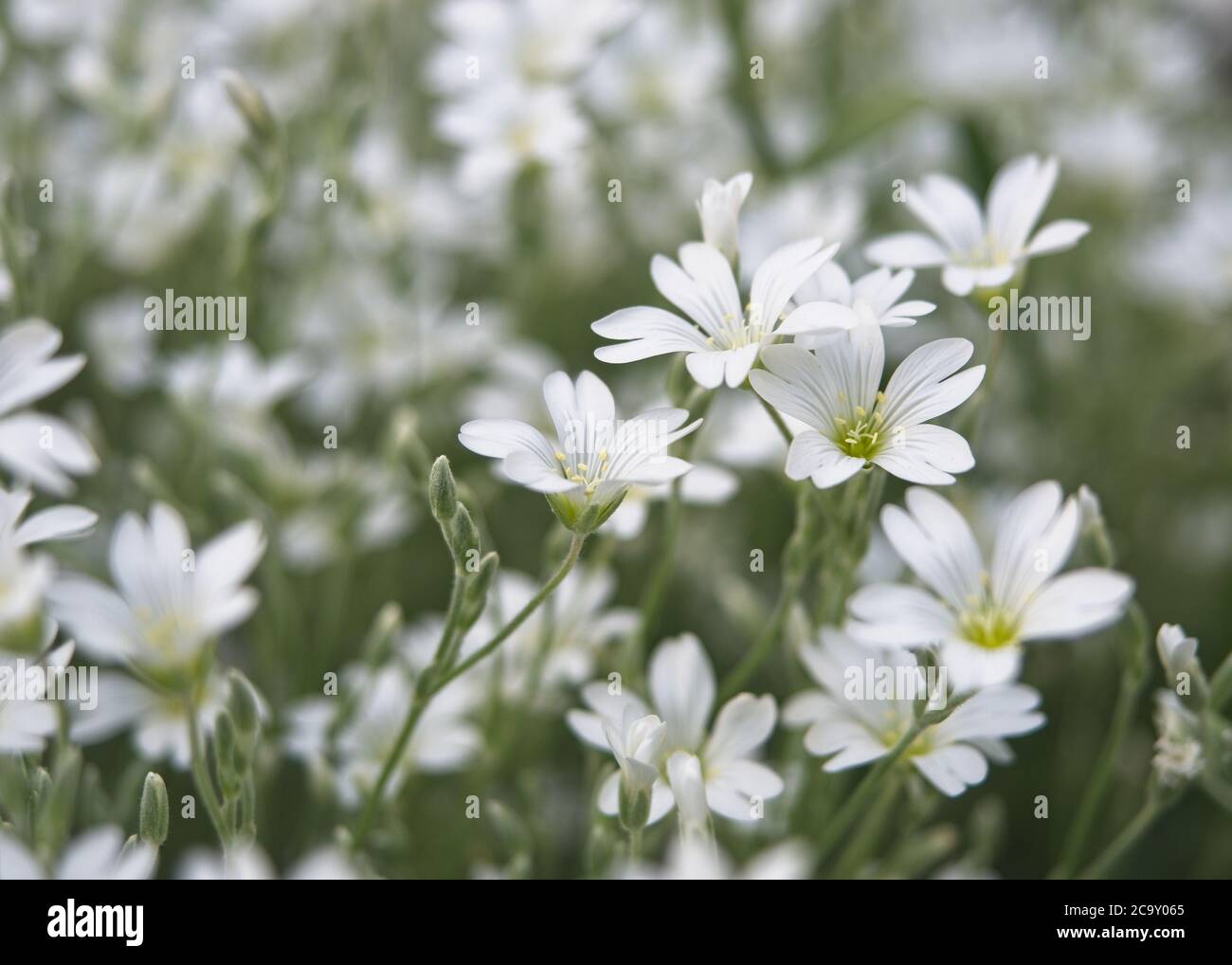 Field chickweed or mouse-ear blooming in the spring. Close-up of little white flowers growing in large groups. Cerastium arvense. Blurred background. Stock Photo