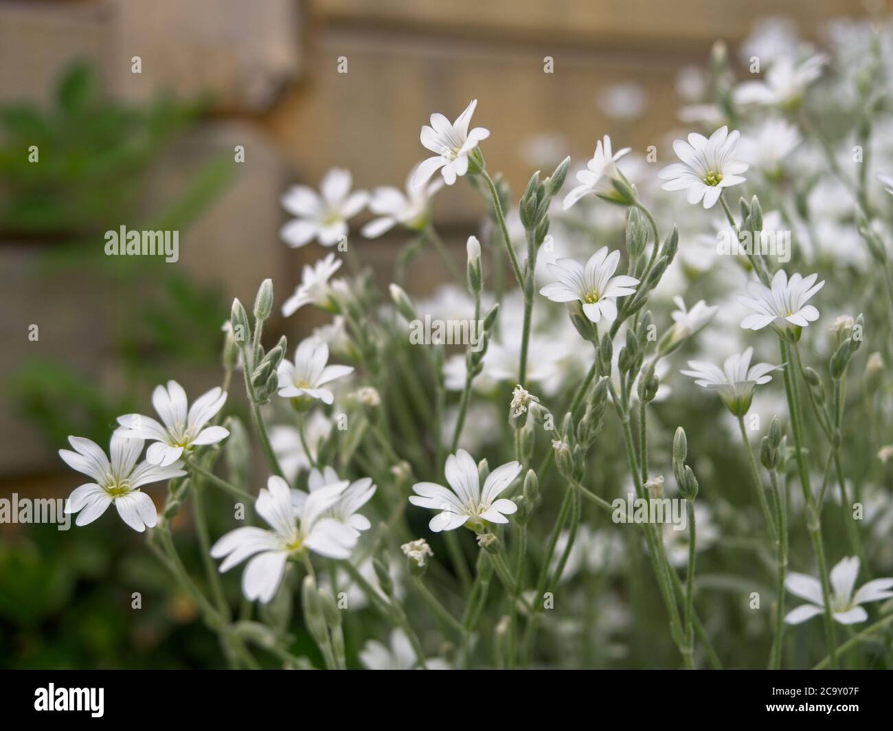 Little white flowers of field chickweed in the garden. Cerastium arvense. Stock Photo