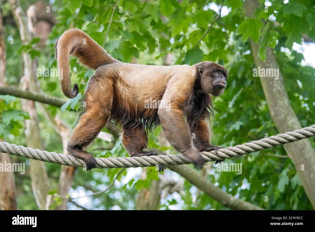 Simia Simia lagotricha hi-res stock photography and images - Alamy