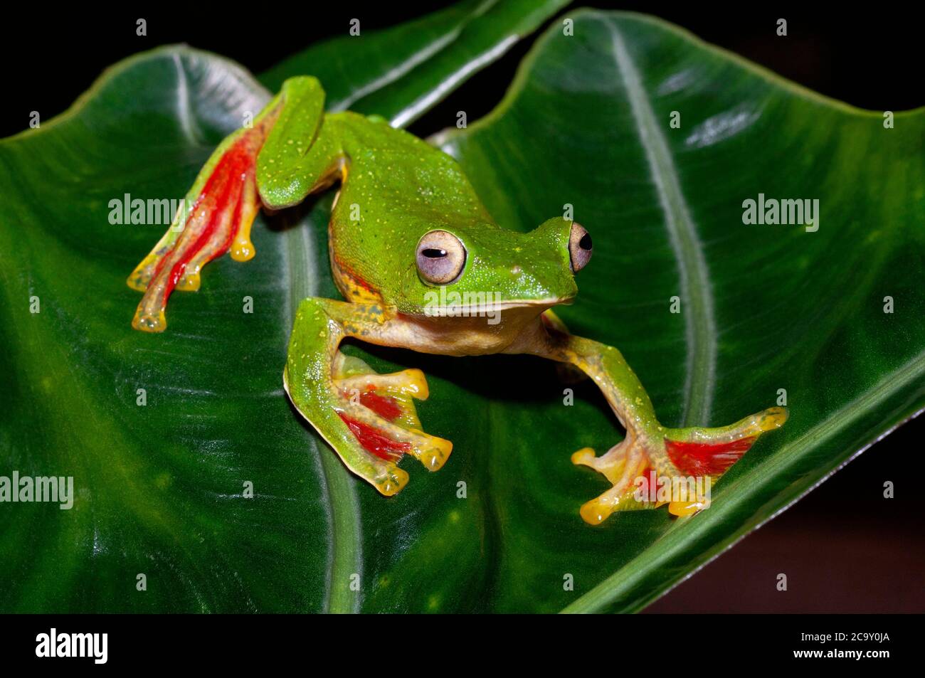 Malabar Gliding frog on leaf, Rhacophorus malabaricus, Amboli, India Stock Photo