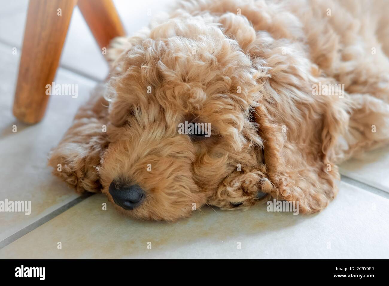 Irish Doodle High Resolution Stock Photography And Images Alamy