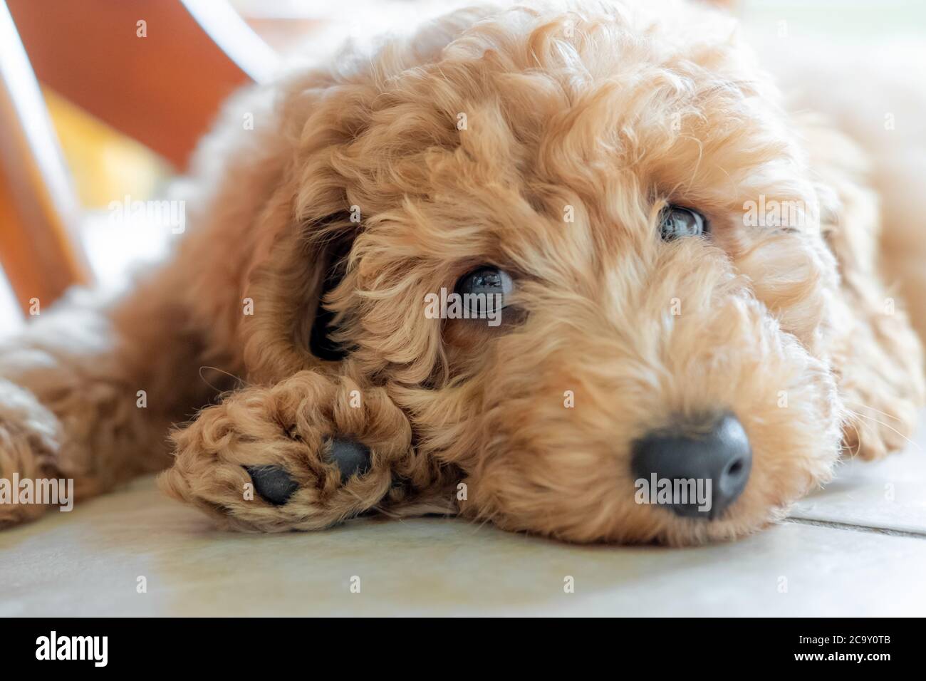 Shallow focus on the eyes of a beautiful pedigree miniature poodle puppy. Seen sulking under a kitchen table on the cool floor tiles. Stock Photo