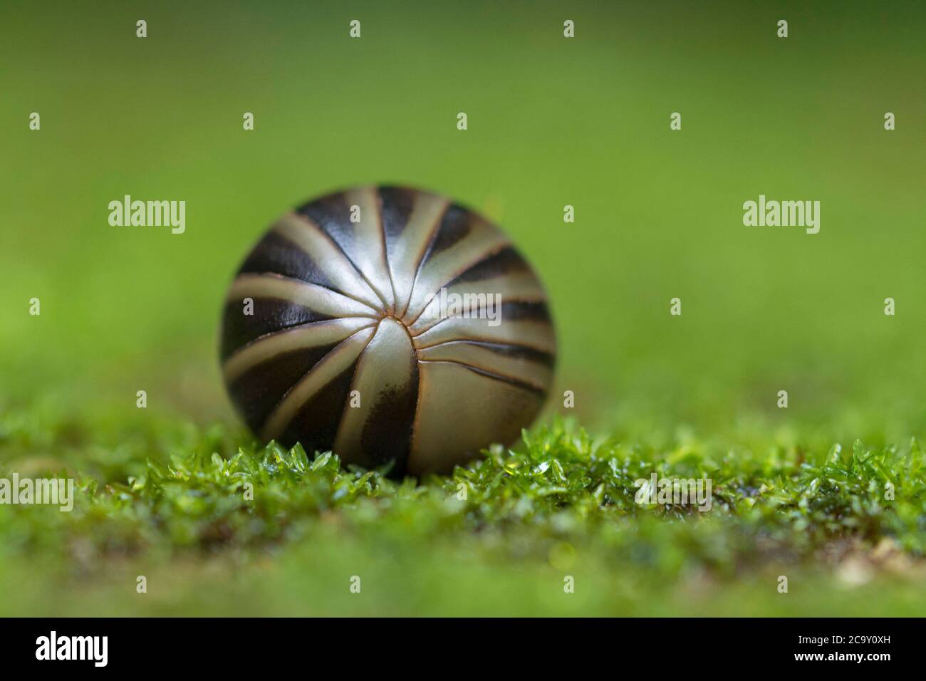 Pill Milliipede curled in a ball, Amboli, India Stock Photo
