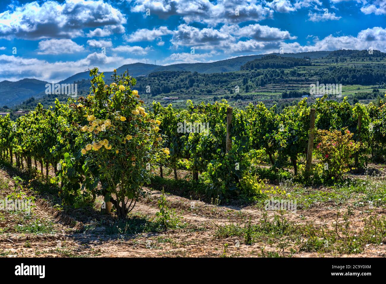 Grape fields, Caves Castellroig winery, La Granada del Penedes, Barcelona, Catalonia, Spain Stock Photo