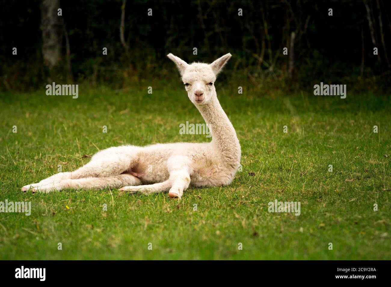 Baby alpaka hires stock photography and images Alamy