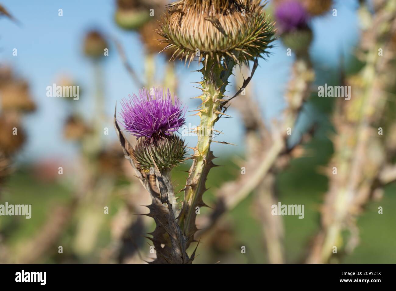 Onopordum acanthium, cotton thistle flowers on sunny day closeup selective focus Stock Photo