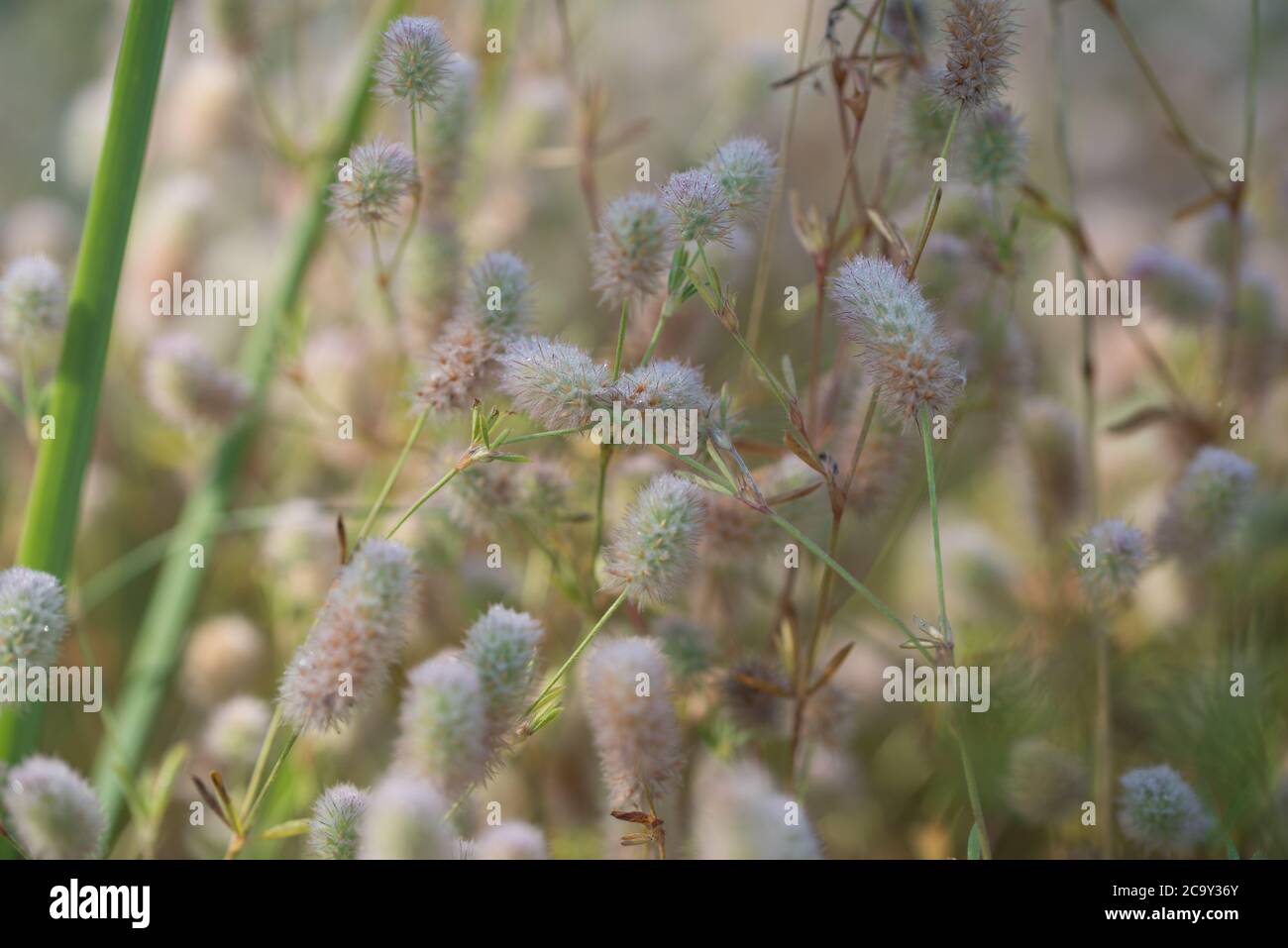 Trifolium arvense , rabbitfoot clover flowers on sunny day macro selective focus Stock Photo