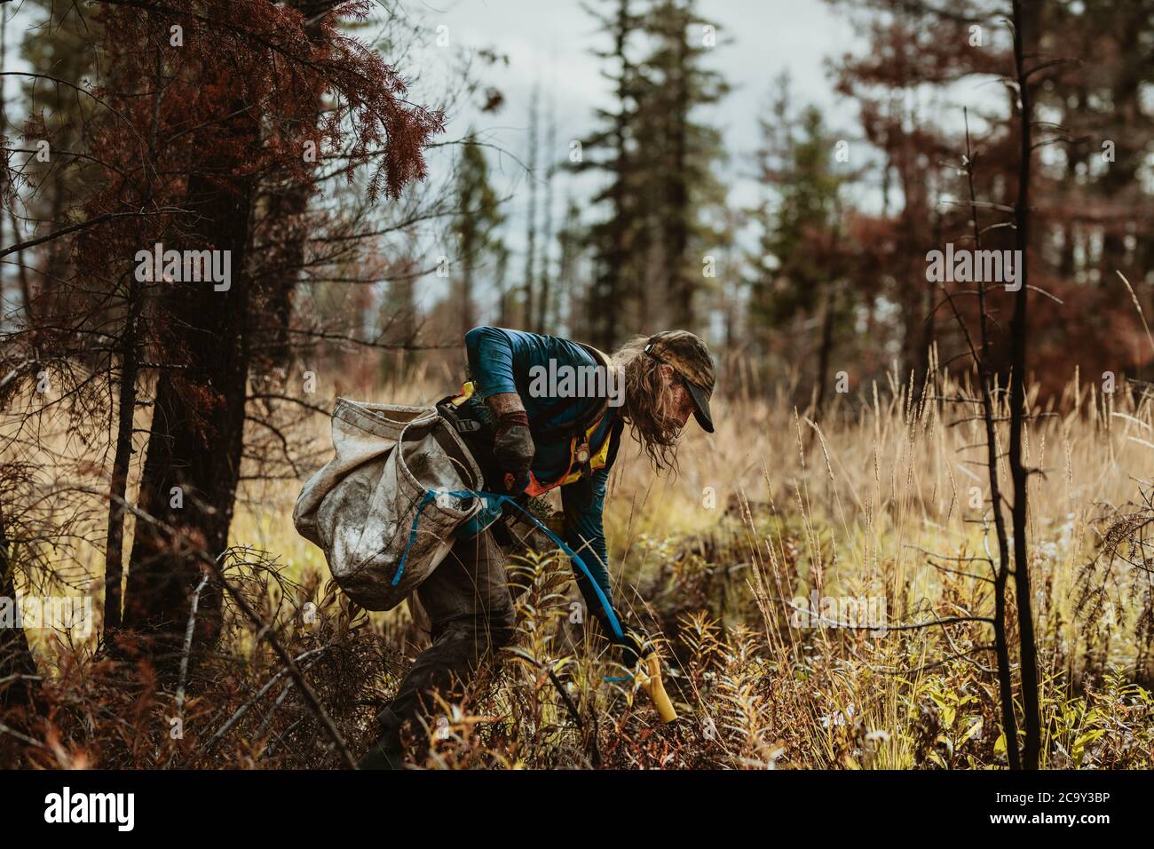 Forester planting new small trees in forest. Man digging hole with shovel to plant saplings in forest. Stock Photo