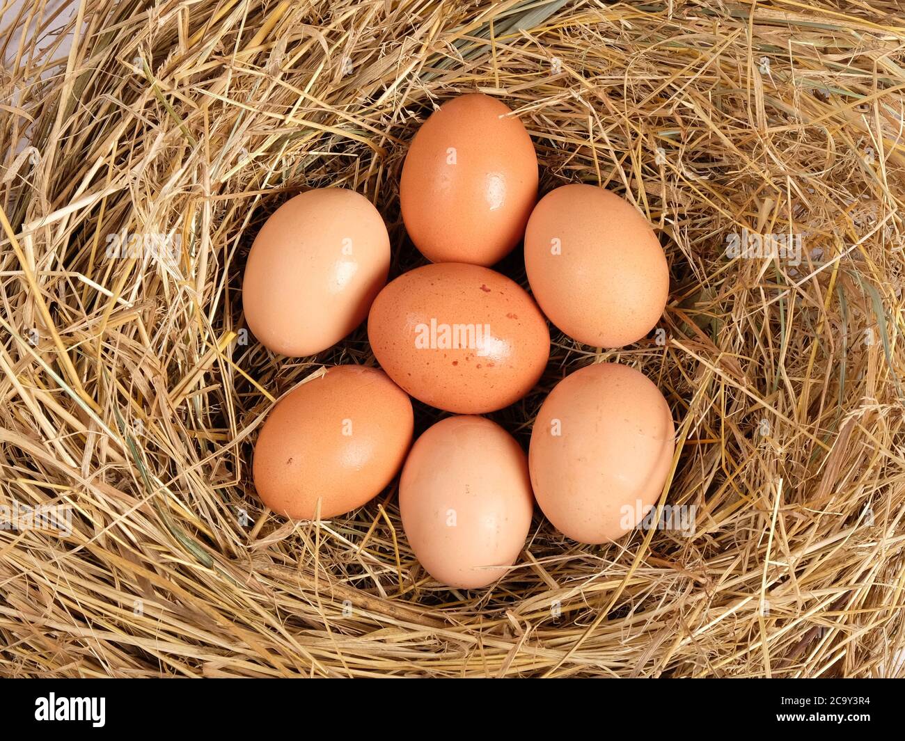eggs in a chicken nest top view Stock Photo Alamy