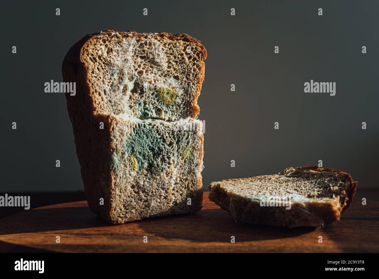 Mold on bread, a piece of rye bread with white and green mold. Best