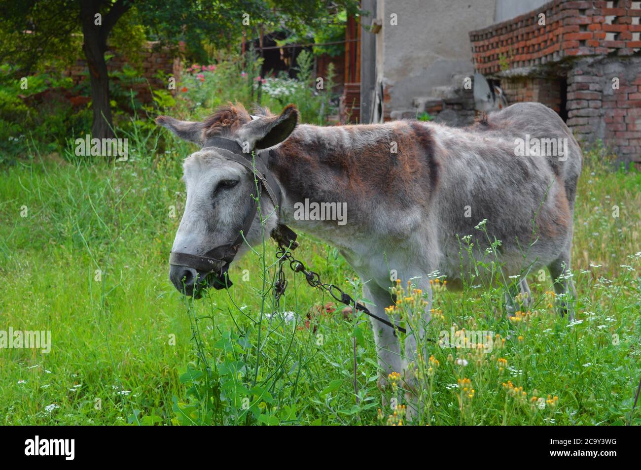 Donkey in the farmyard around tall green grass. Stock Photo