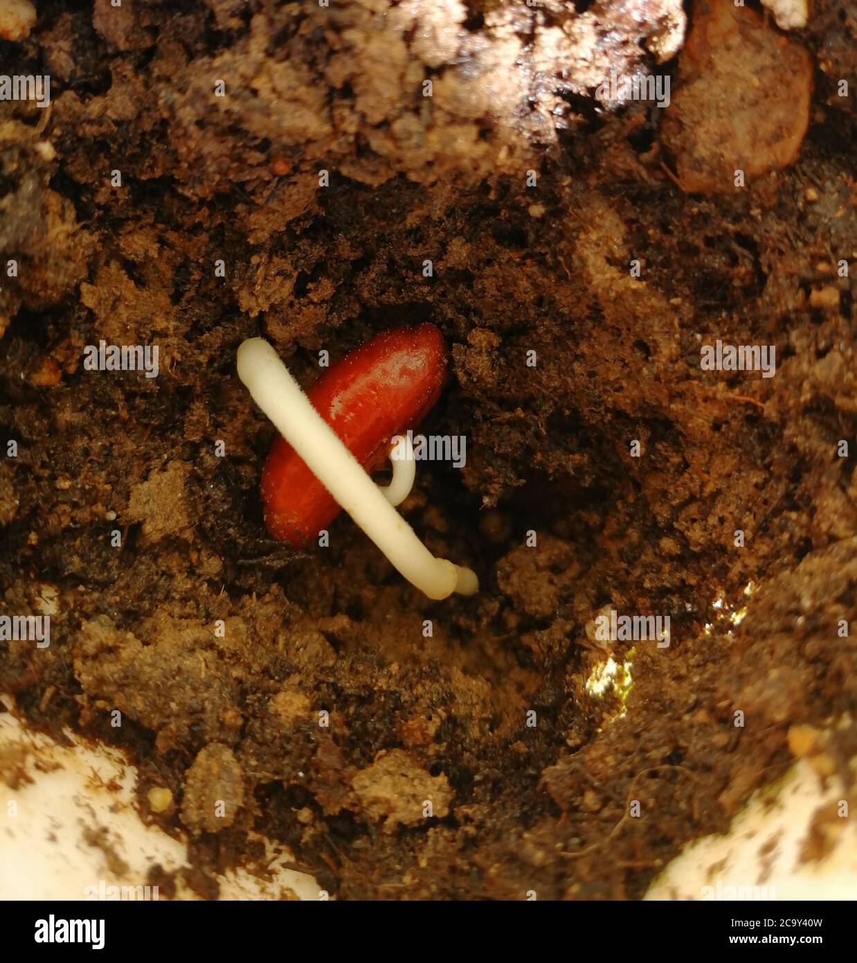 This is a date stone that has sprouted. Germination of the date for a month. Stock Photo