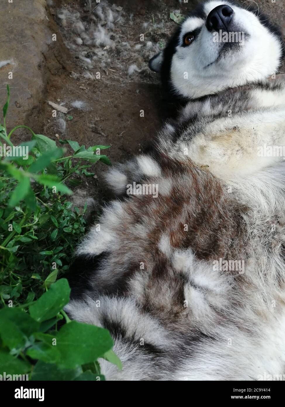 A husky dog with falling fur lies on its back. The coat change is in