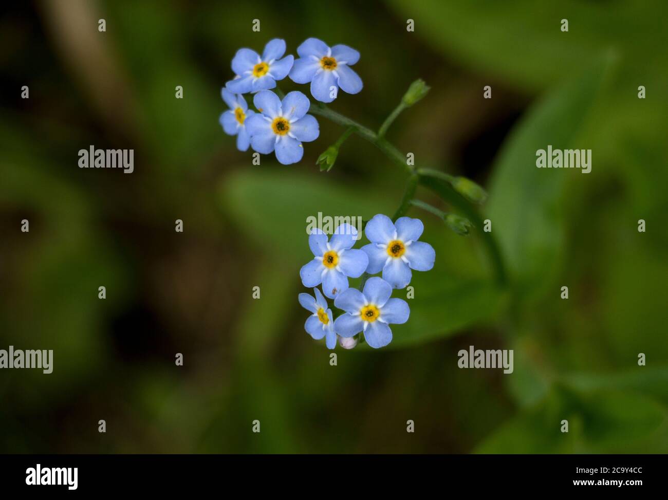 The delicate powder blue flowers of the Field is common