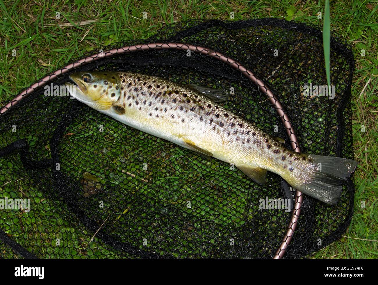 A Brown Trout caught on the West Driffield Beck in Yorkshire, the most Northerly chalk stream in the British Isles and a prime fly-fishing spot Stock Photo