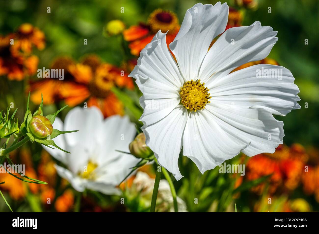 White Cosmos bipinnatus 'Purity' Cosmos flower Stock Photo