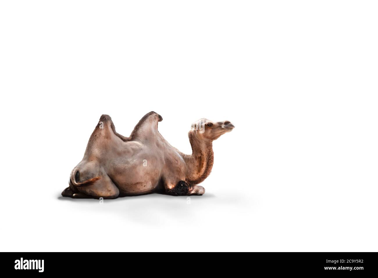 Camel sitting down on a white background. Stock Photo