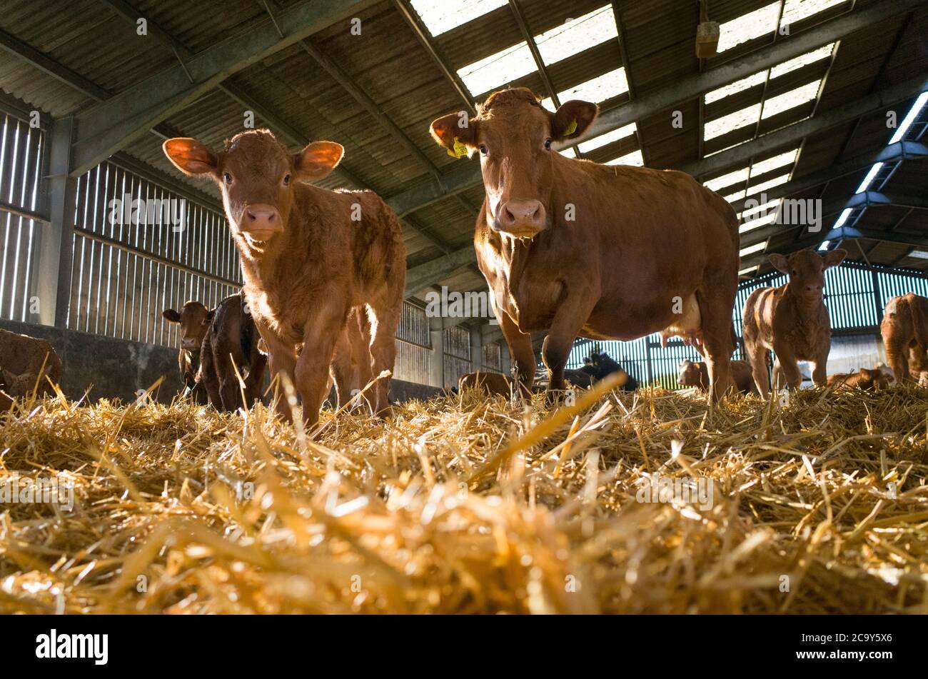 Beef cattle shed uk hires stock photography and images Alamy
