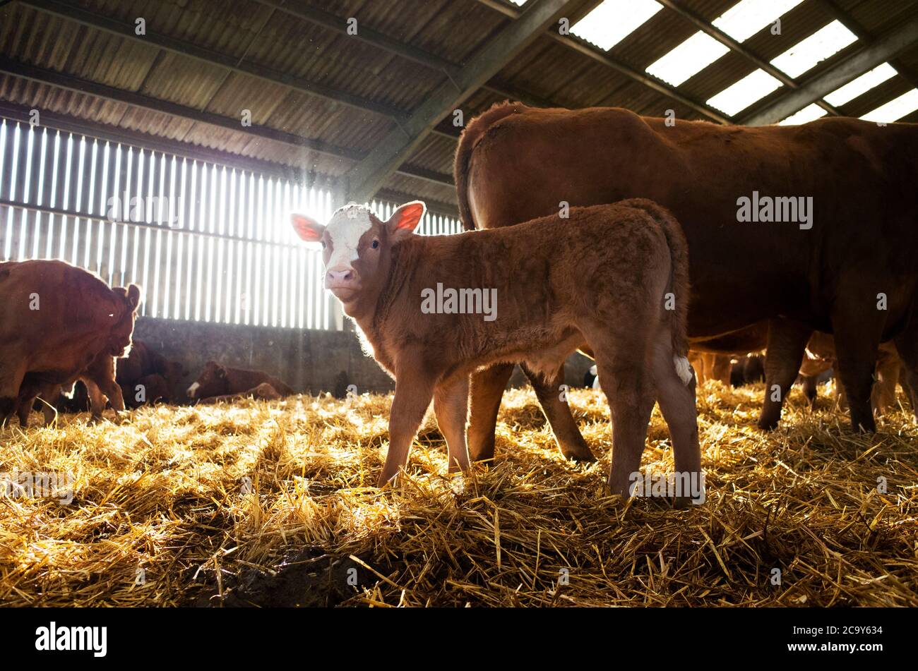Beef Cattle Shed Uk High Resolution Stock Photography and Images Alamy