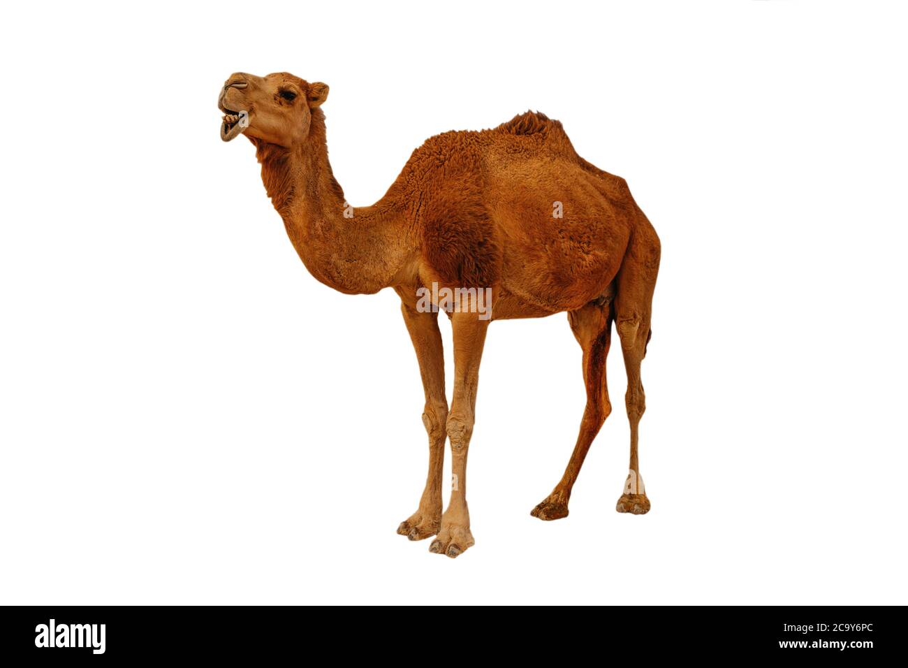 Camel Cut Out Stock Images & Pictures - Alamy