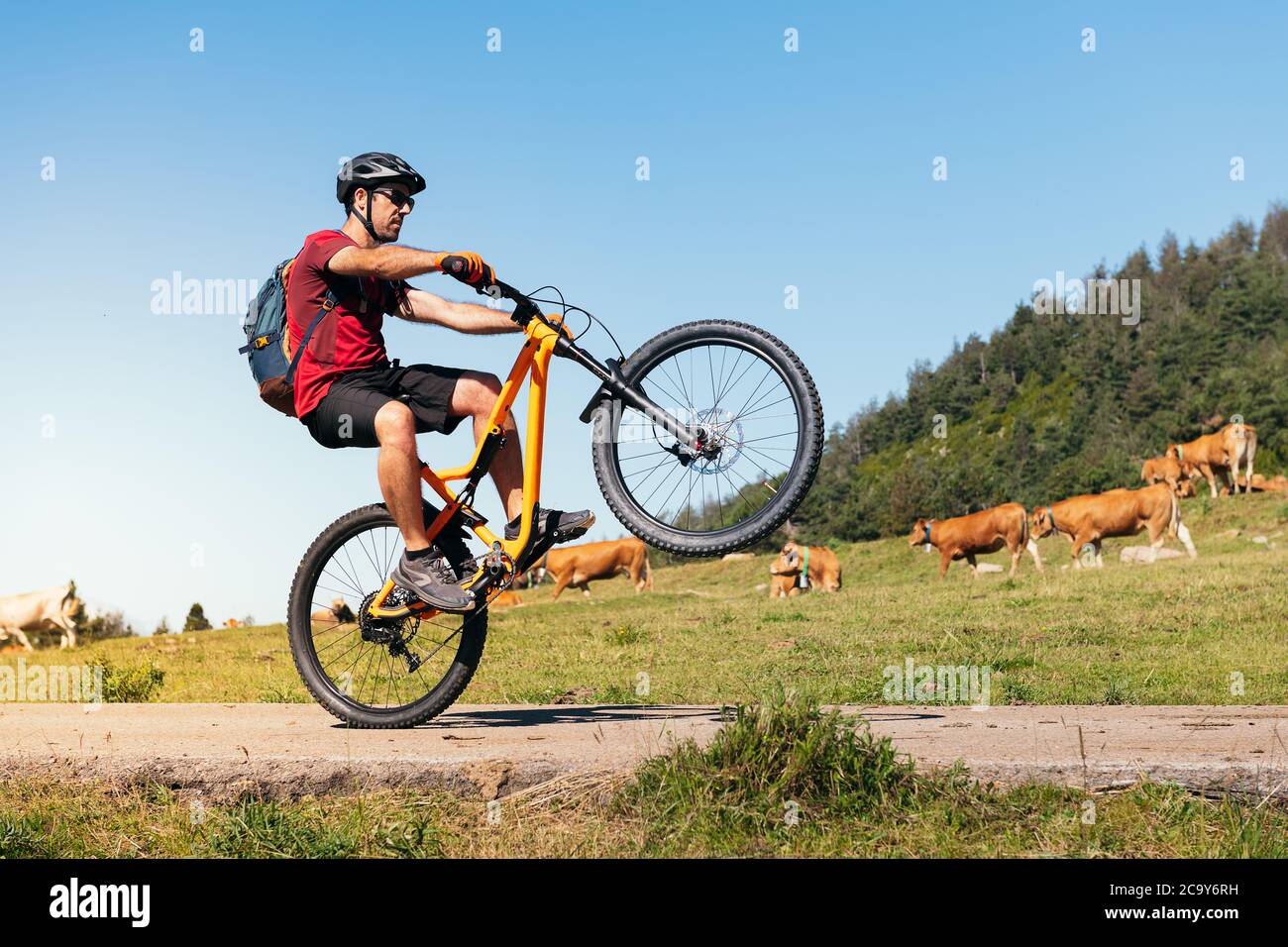 man doing a wheelie on a mountain bike with cows in the meadow in the  background, concept of sport and healthy lifestyle in nature, copy space  for tex Stock Photo - Alamy