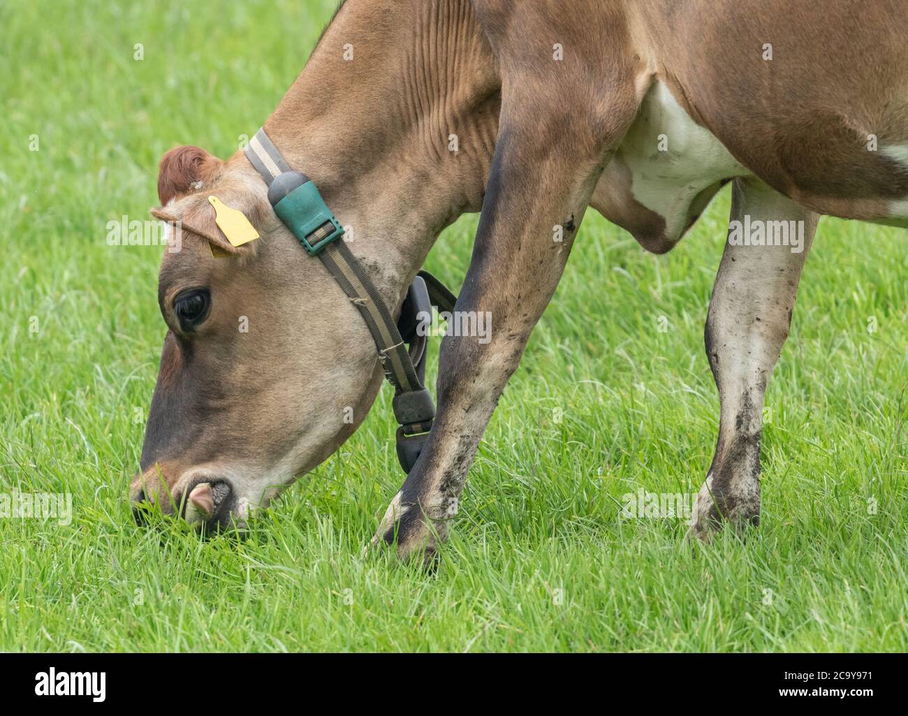 A Jersey Dairy Cow grazing in Yorkshire, England. The cow is wearing a cow collar and ear tags. Stock Photo
