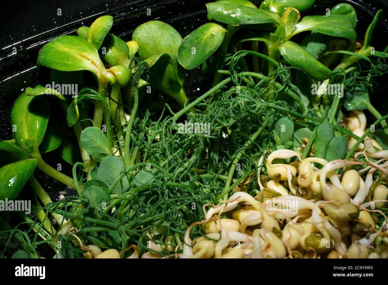 Picture of green sprouted seeds of pea, bean, mung, sunseed Stock Photo