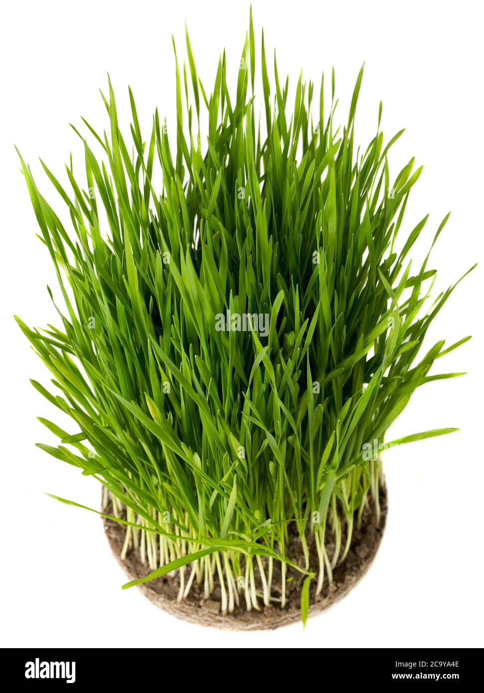 Blade of grass isolated Stock Photo Alamy